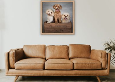 Photograph of 3 dogs standing in a crate box hanging above a leather sofa Chester pet photographer