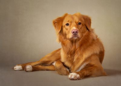 A Canadian Duck Toller dog looking relaxed Chester Pet photographer