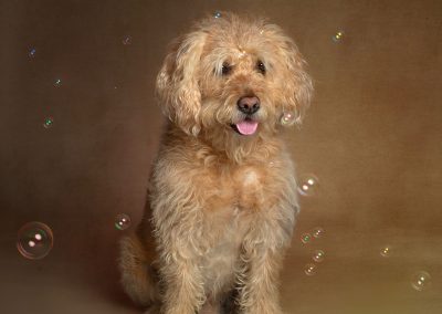 Beautiful labradoodle dog looking very happy surrounded by bubbles