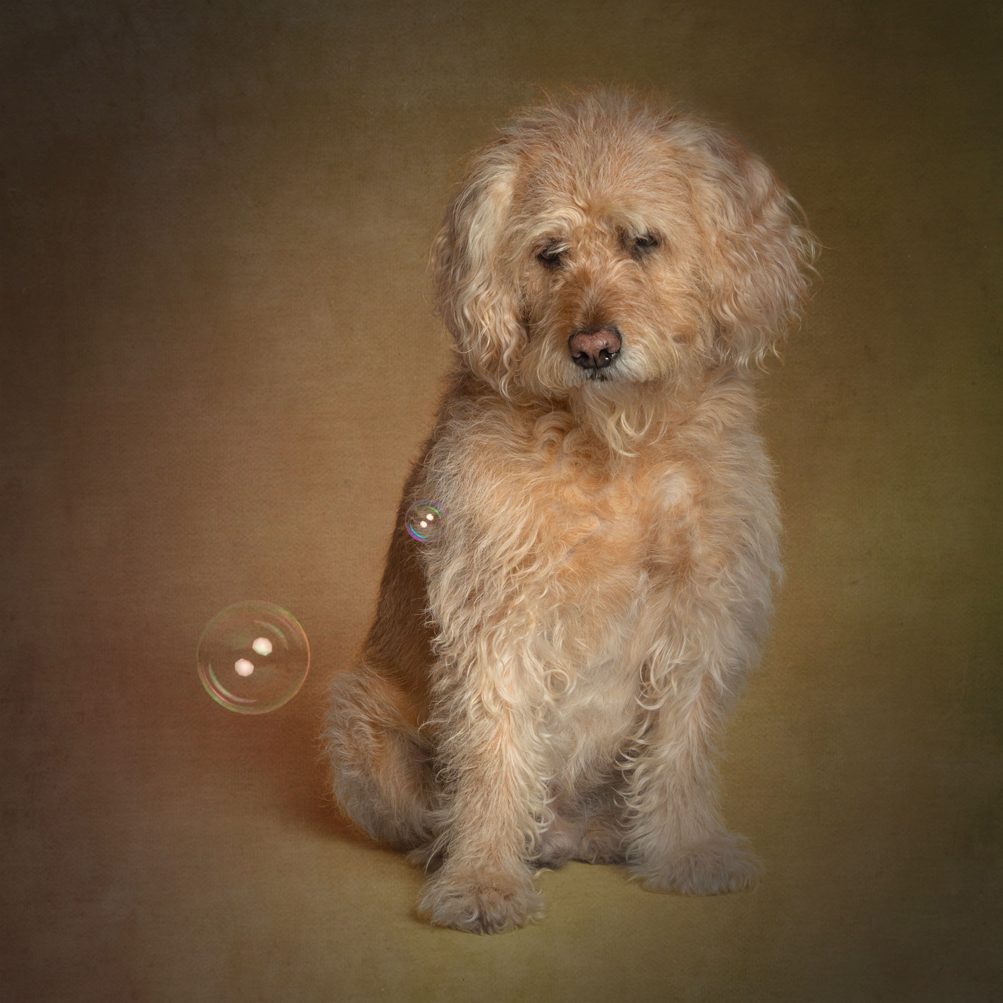 Beautiful labradoodle looking down at a floating bubble