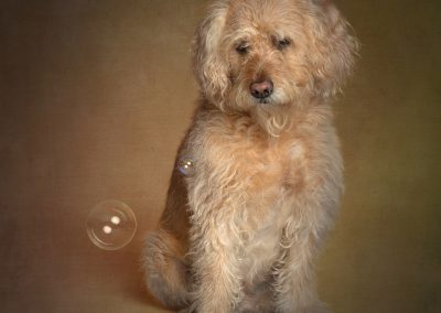 Beautiful labradoodle dog staring cutely at a single bubble