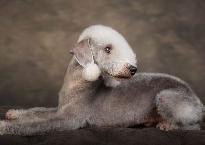 bedlington terrier photography wirral