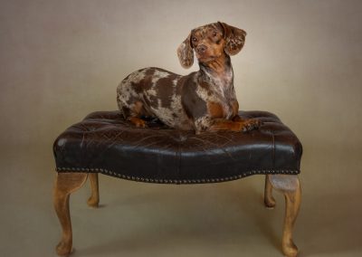 Puppy dachshund sitting regally on a stool looking away from the camera