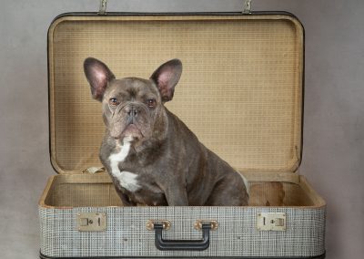 French Bulldog sitting in an open checkered suitcase Wirral pet photographer