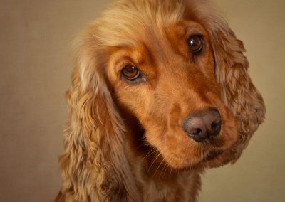 Very cute red cockerspaniel withba head tilt Wirral pet photographer