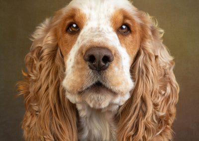 Dog portraits Chester