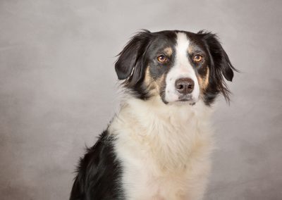 A beautiful black and white Collie looking away Chester pet photographer