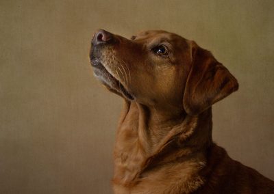 A golden labrador staring at a floating bubble Pet photographer chester