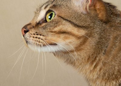 profile of a domestic tabby cat Chester Pet photographer