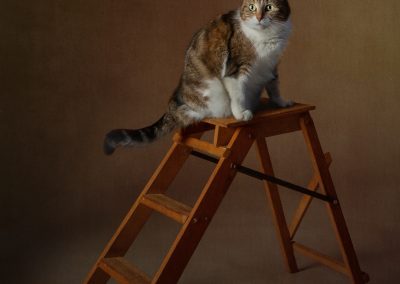 A domestic tabby cat posing on a ladder Chester pet photographer