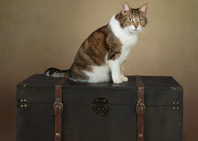 Cat posing on a box Chester pet photographer