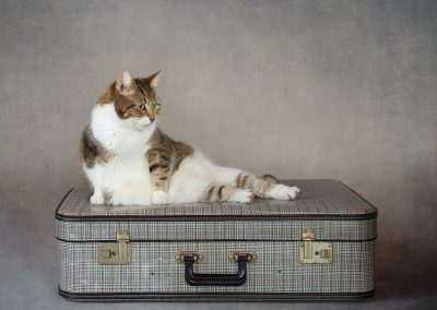 A domestic Cat posing like a film star on a suitcase Chester pet photographer