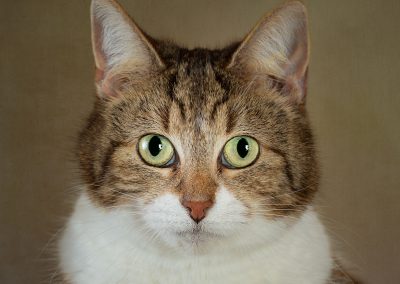head portrait of a tabby cat looking straight into the camera Chester pet photographer