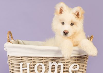 dog in a basket pet photography wirral