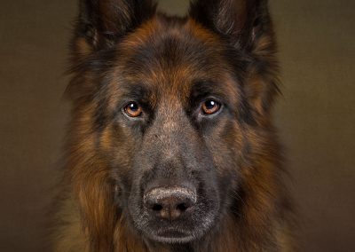 gsd beautiful pet photography wirral