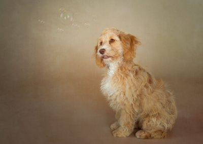 Cute golden cockapoo puppy looking solefully at floating bubbles