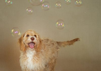 Golden cockapoo puppy running around chasing bubbles