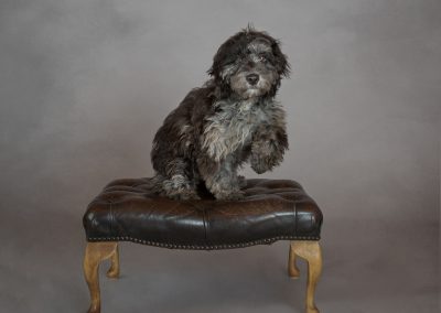 Cheeky grey cockerpoo puppy jumping off a small footstool
