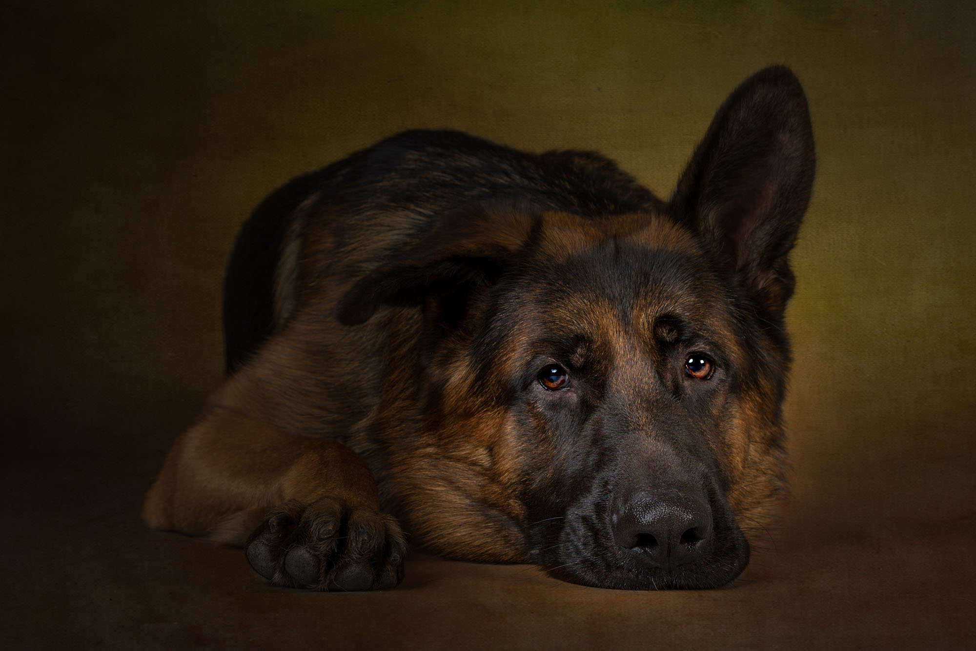 Wirral Dog Photographer