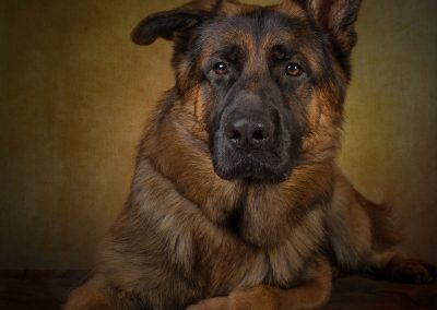 gsd pet photography wirral