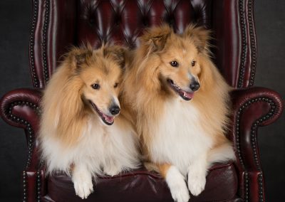 what a pair pet photography wirral