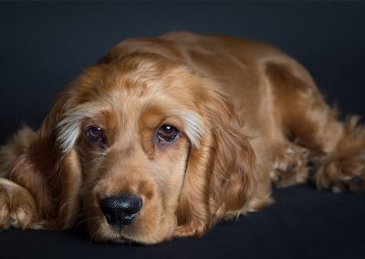 spaniel eyes pet photography wirral