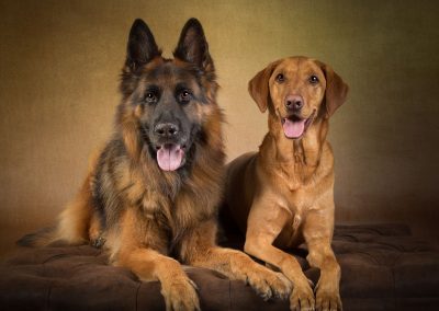 Best dog friends pet photography wirral