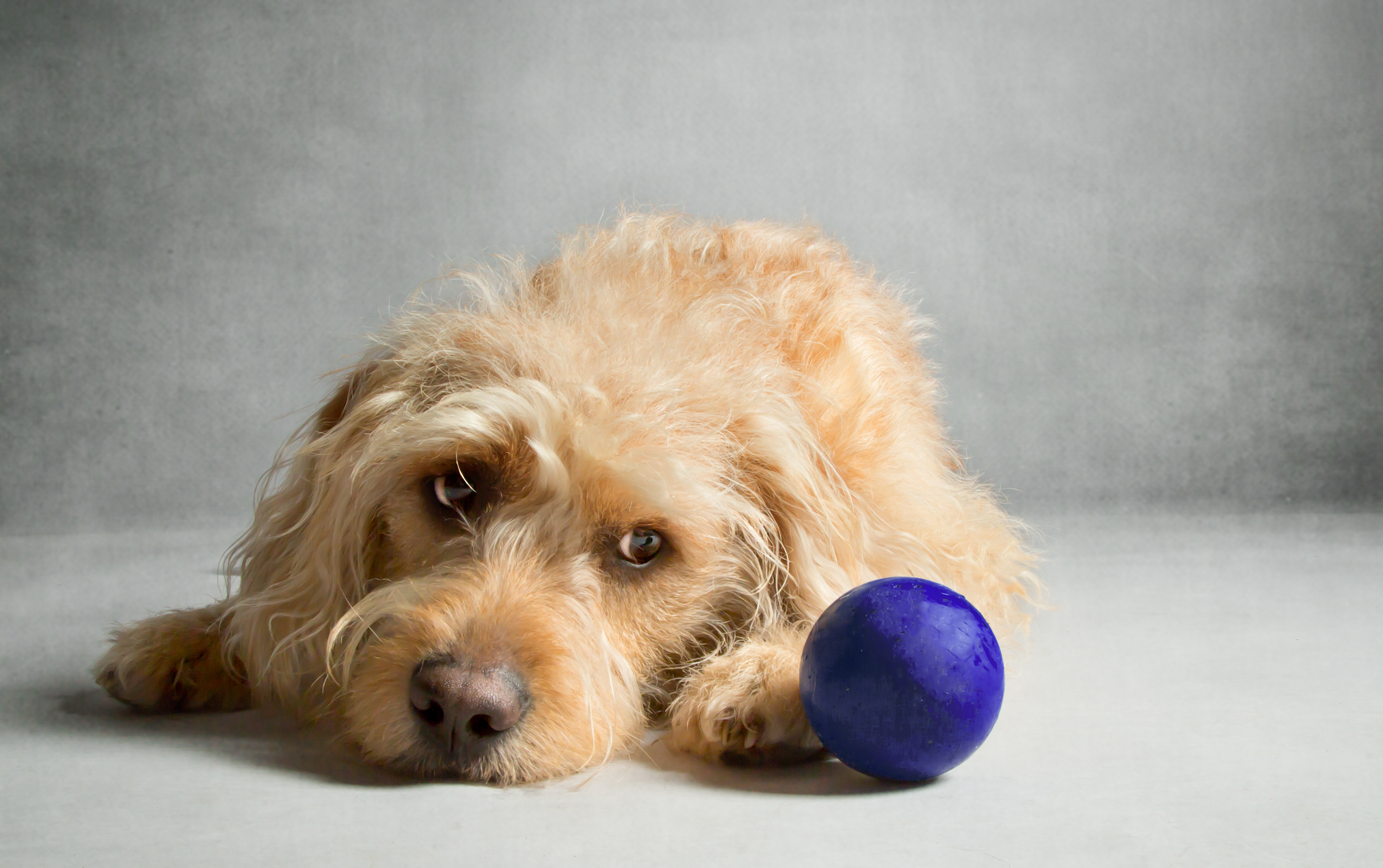 Dog lying down with blue ball captured by Family and pet photographer wirral