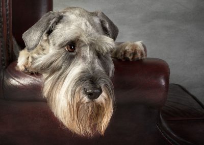 Classy schnauzer in a chair Wirral pet photographer