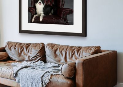 picture of an English Sheepdog lying on a chair hanging above a sofa Chester pet photographer