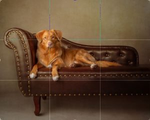 Beautiful golden dog relaxing on a chaise longue North West Pet photographer