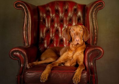 Golden colouredd Visla dog sitting magistically in a Queen Anne Chair Chester pet photographer