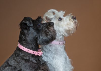 double take pet photography wirral