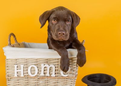 buddy in a basket pet photography wirral