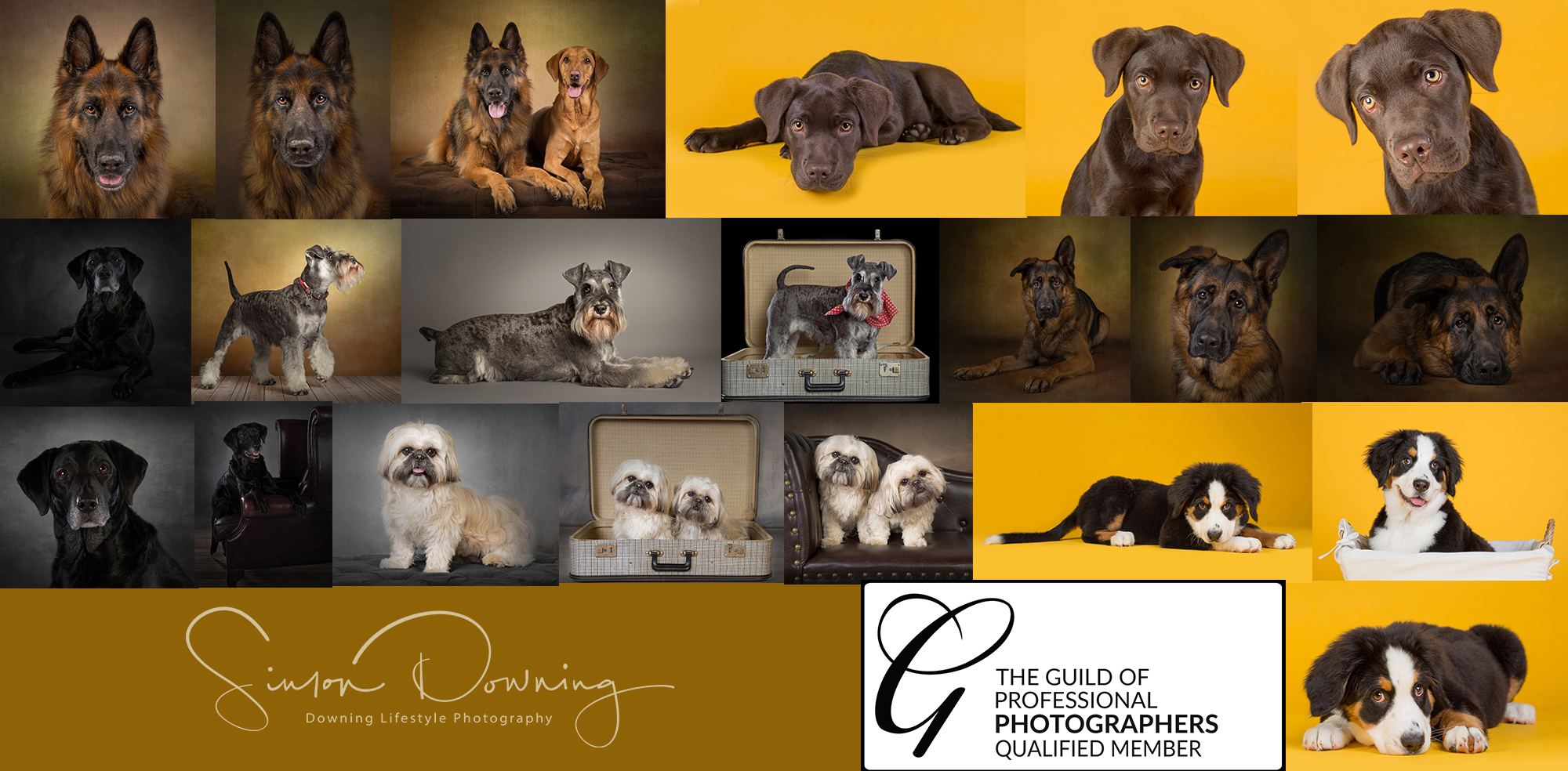 collage of dog photographs taken by Family and pet photographer wirral