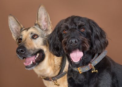 dog friends pet photography wirral