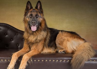 gsd ona chaise pet photography wirral