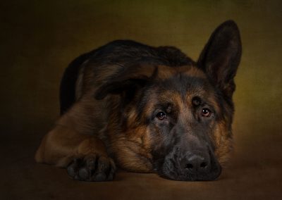 gsd pet photography wirral
