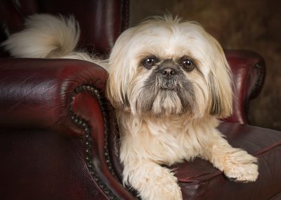 Dog on chair photograph pet photography wirral