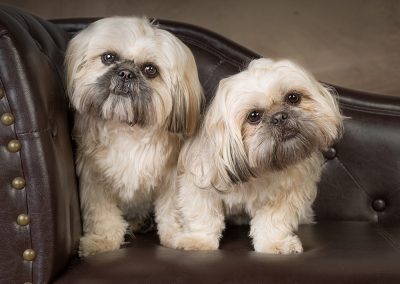 Dogs on a chaise photography